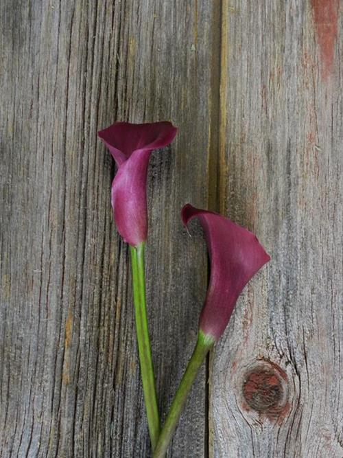 SUMATRA  BURGUNDY-CHERRY COLOR  MINI CALLA LILIES